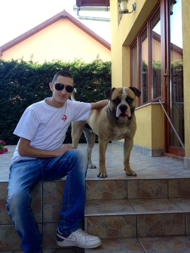 tudor terec