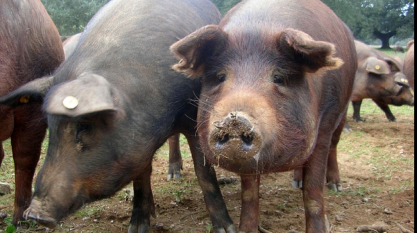 virusul pestei porcine