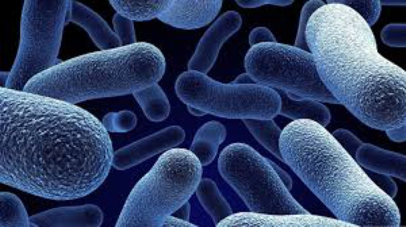 bacteriile intestinale