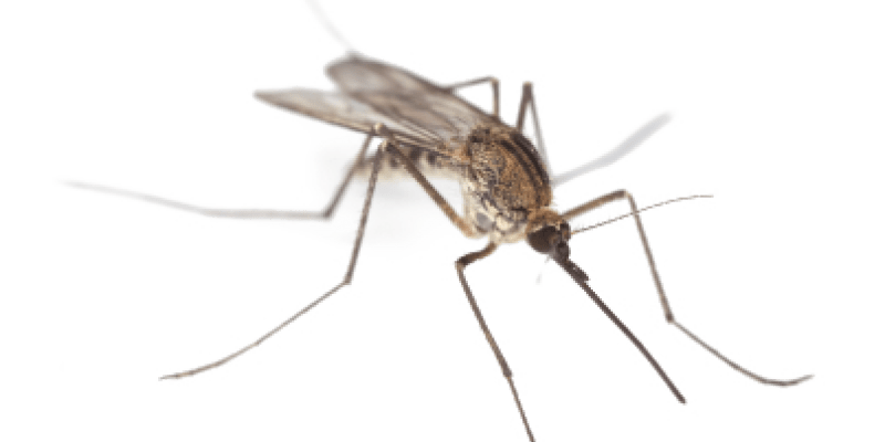 West Nile