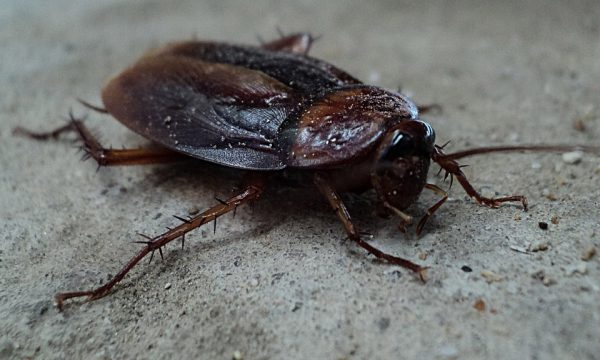 cum scapi de insecte