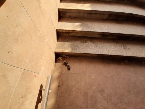 92638990 2799792853441940 1365196208762519552 n