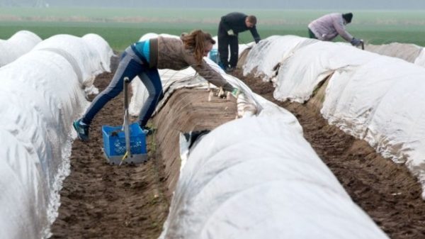 Români de la o fermă de sparanghel din Germania: "Am fost vânduți, Guvernul și-a dat străduința să plecăm" AUDIO