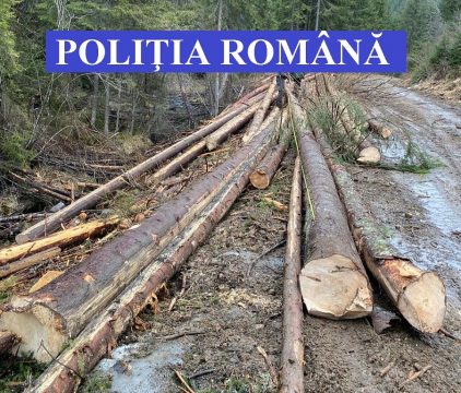 Cu sau fără ordonanțe militare, pădurea Clujului dispare încet