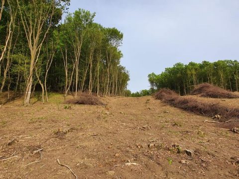FLOREȘTI - Defrișările continuă cu sălbăticie și poliția nu ia nicio măsură FOTO VIDEO