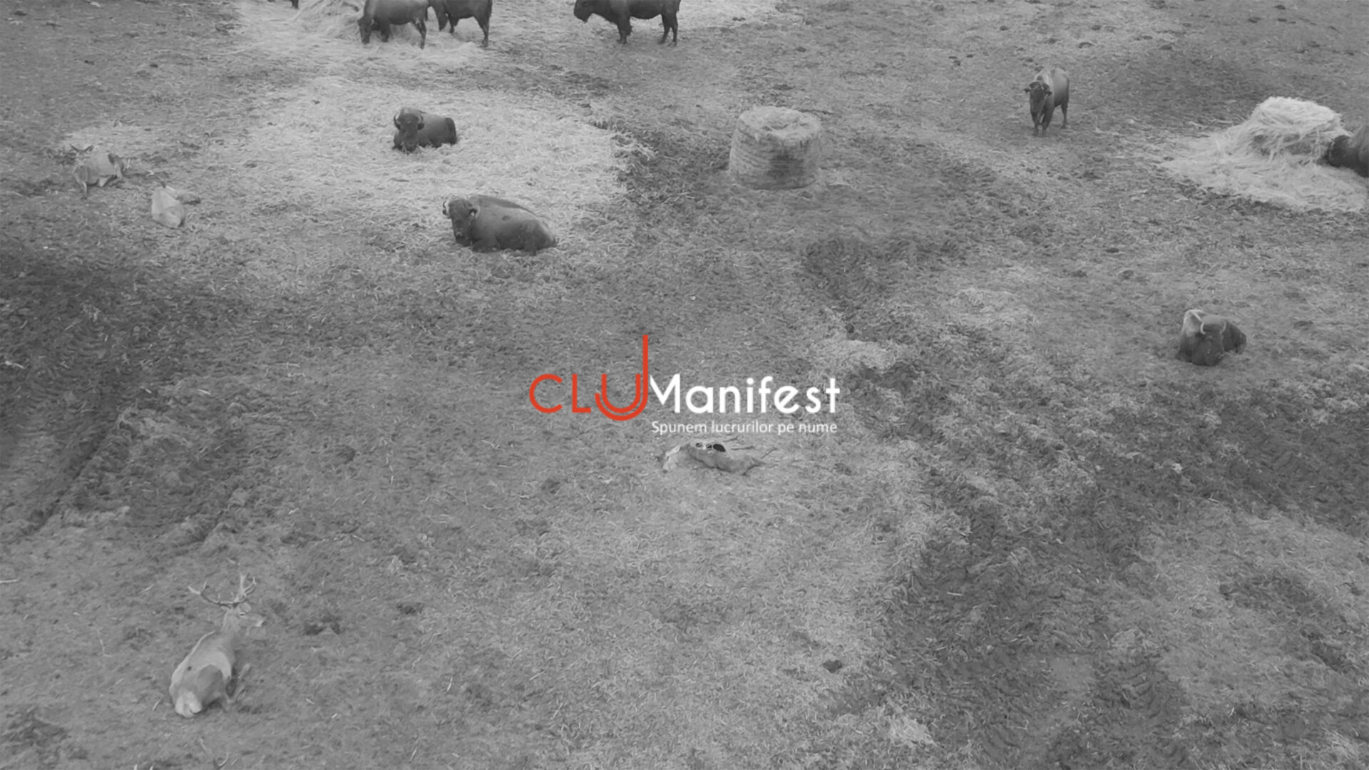 CJManifest WM BW 2