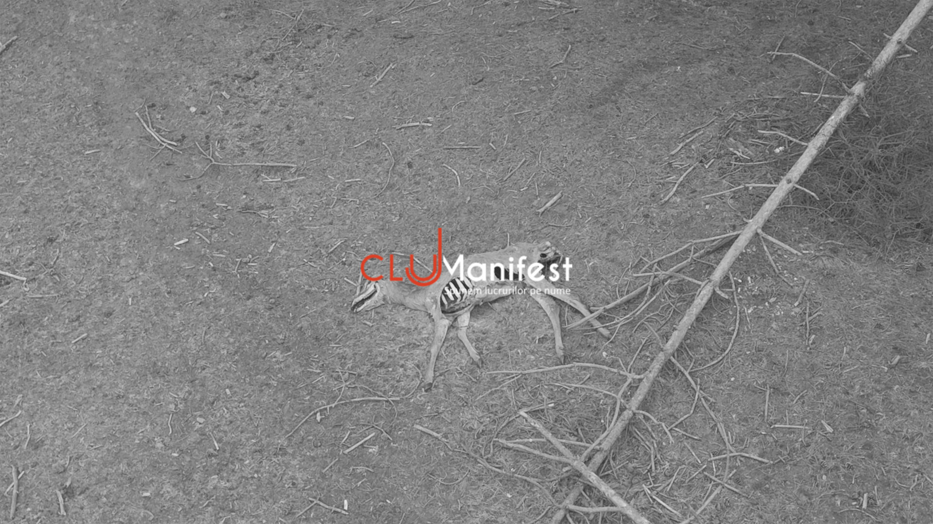 CJManifest WM BW 3