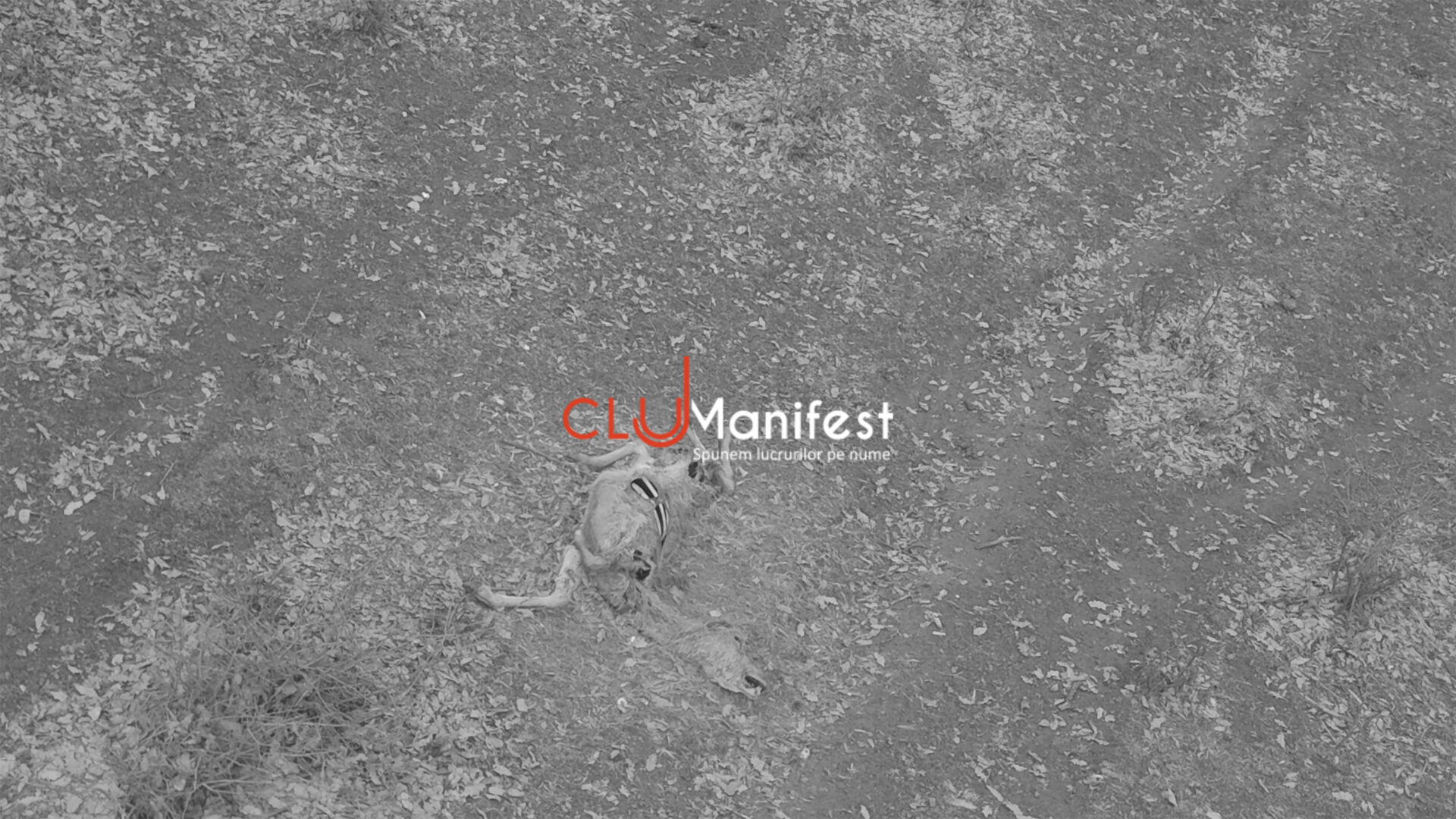 CJManifest WM BW 4