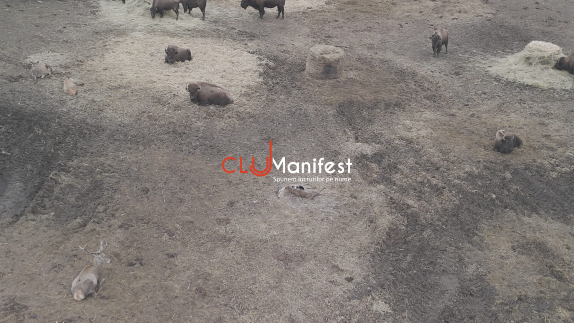 CJManifestWM 2