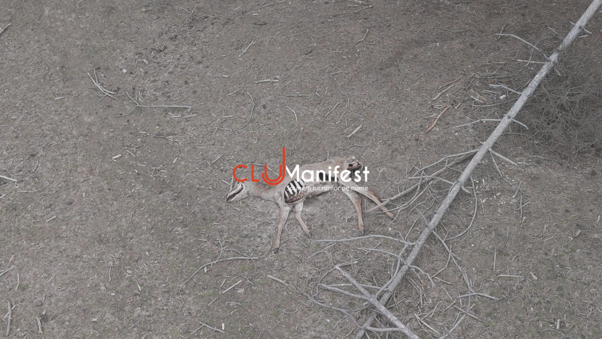 CJManifestWM 3