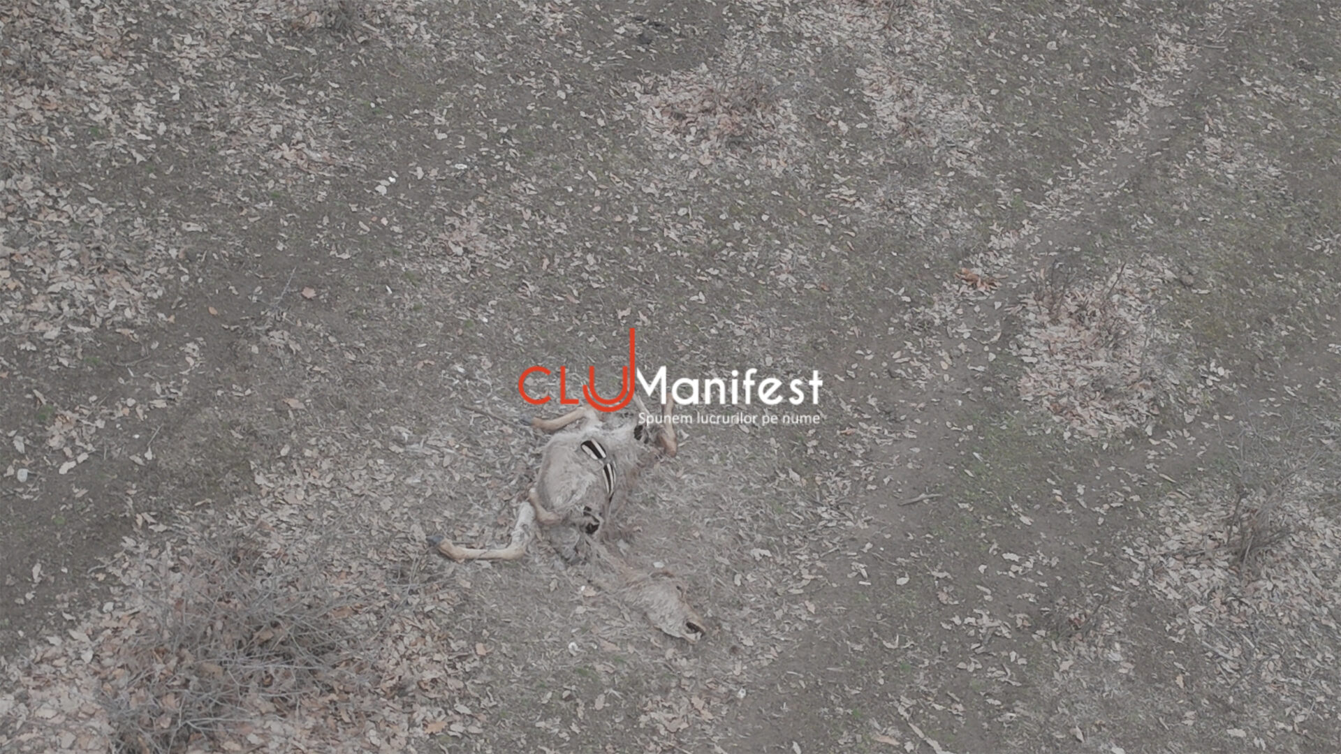 CJManifestWM 4